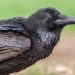 Finding Deeper Meaning in a Wild Bird's Death