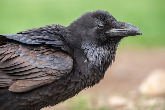 Finding Deeper Meaning in a Wild Bird's Death