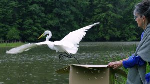Caring for Injured Wild Birds