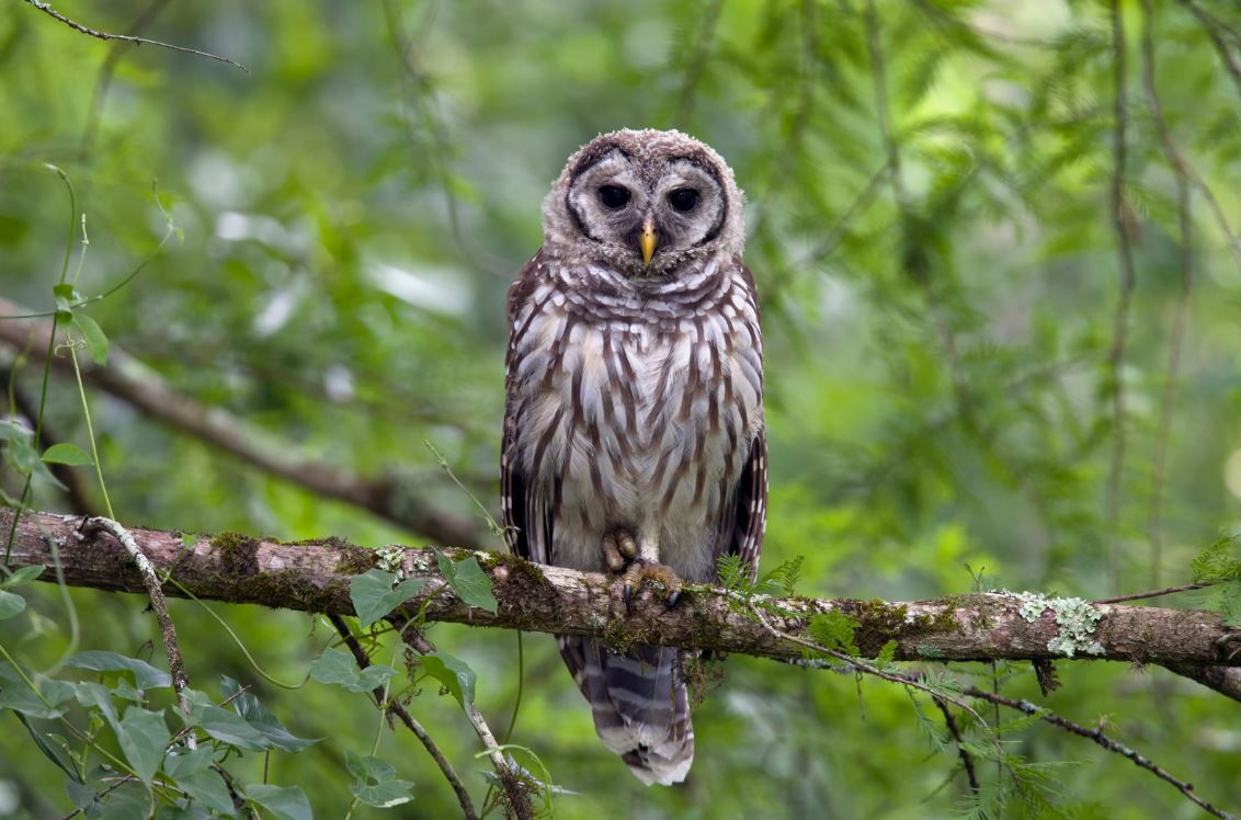 Owl